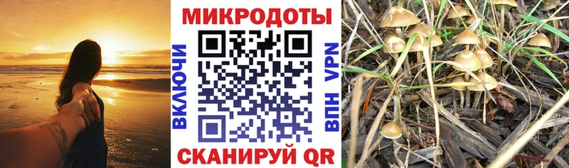 Купить закладки  Муравленко  Псилоцибиновые грибы мицелий 